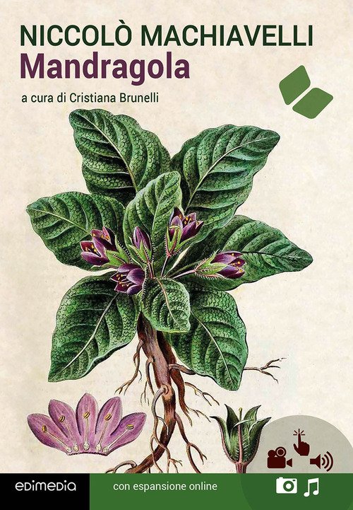 Mandragola