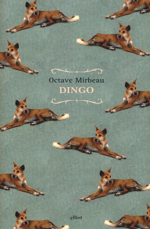 Dingo