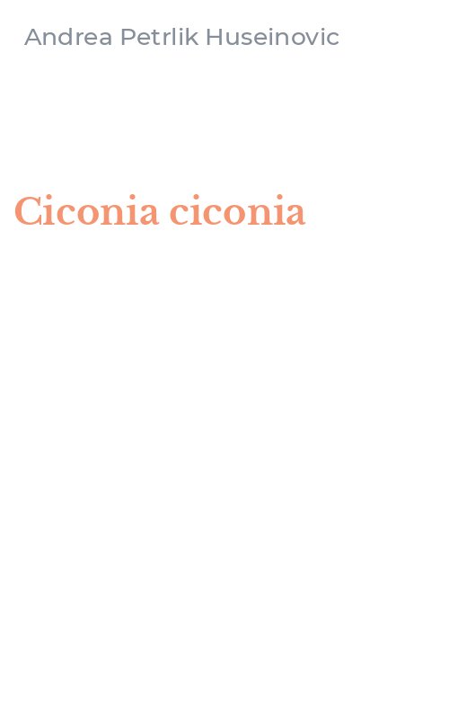 Ciconia ciconia