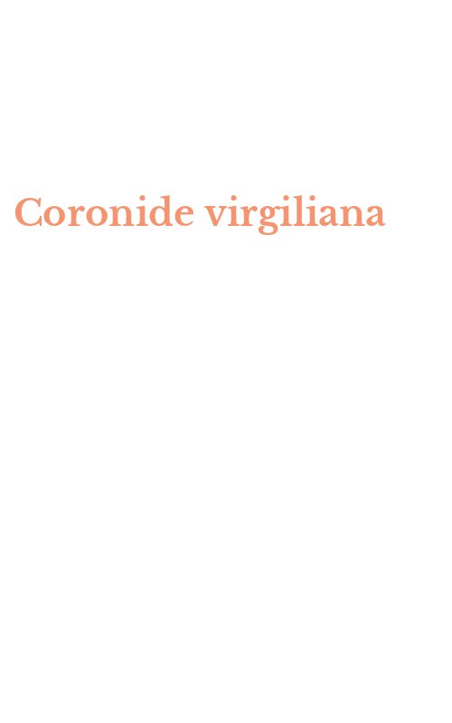 Coronide virgiliana