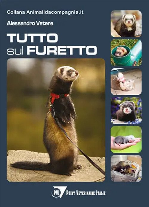 Tutto sul furetto
