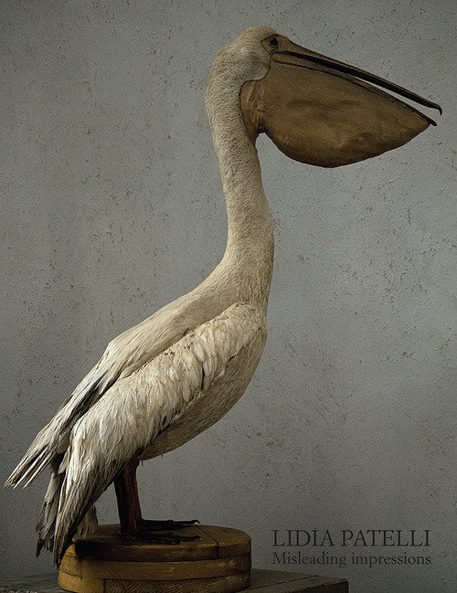 Lidia Patelli. Misleading impressions