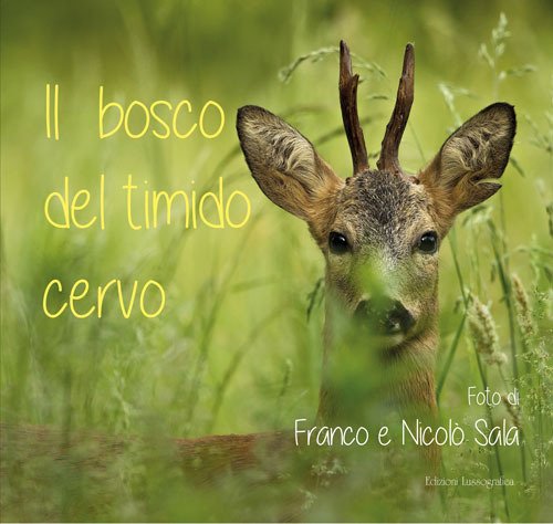 Il bosco del timido cervo