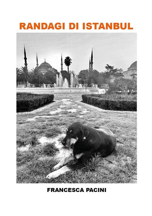 Randagi di Istanbul