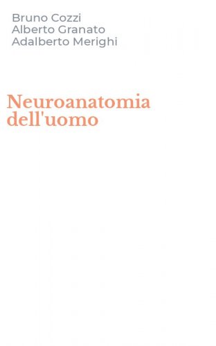 Neuroanatomia dell'uomo