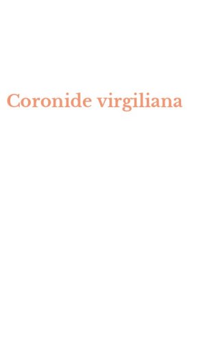 Coronide virgiliana