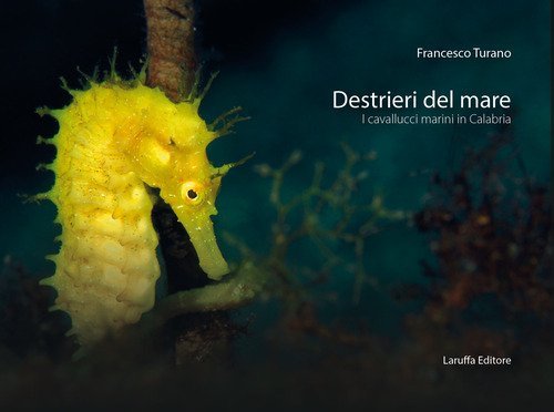 Destrieri del mare. I cavallucci marini in Calabria