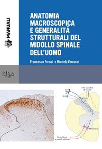 Anatomia macroscopica e generalit&agrave; strutturali del midollo spinale dell'uomo