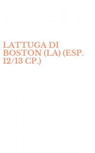 LATTUGA DI BOSTON (LA) (ESP. 12/13 CP.)